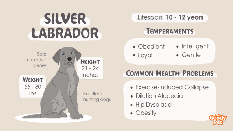 Size and Characteristics of Silver Lab Dog