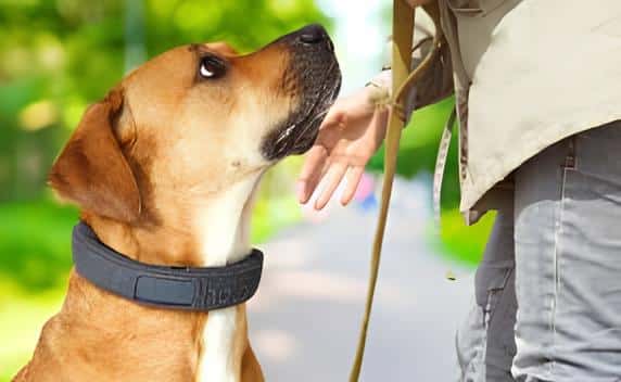 Smart Dog Collars with Features, Pros, and Cons