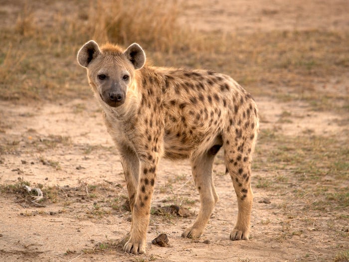 Spotted Hyena