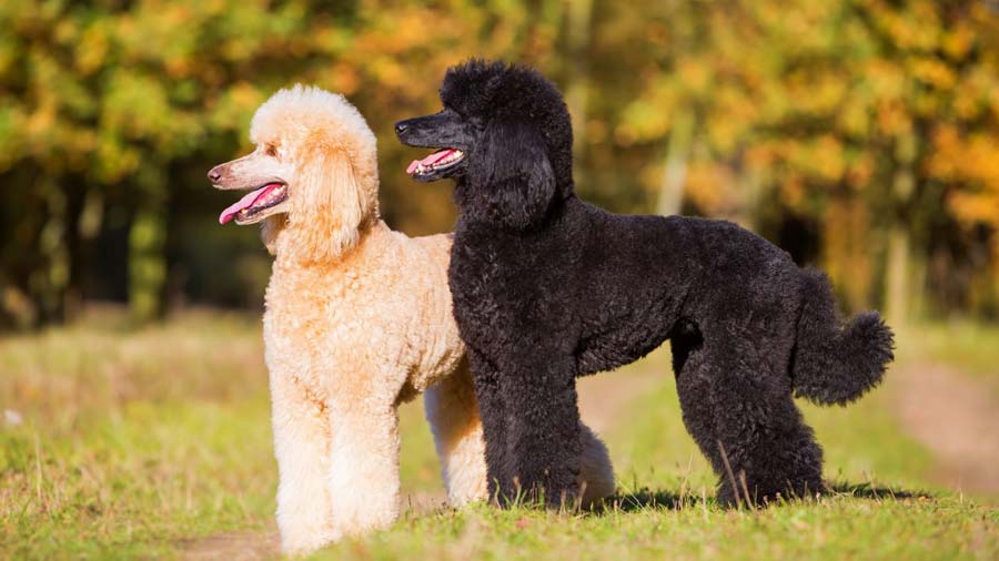 Standard Baby Poodle Breed