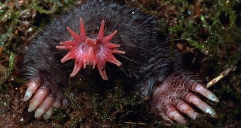 Star-nosed Mole