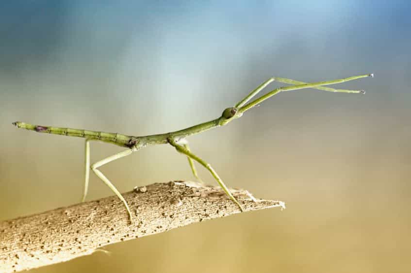 Stick Insects