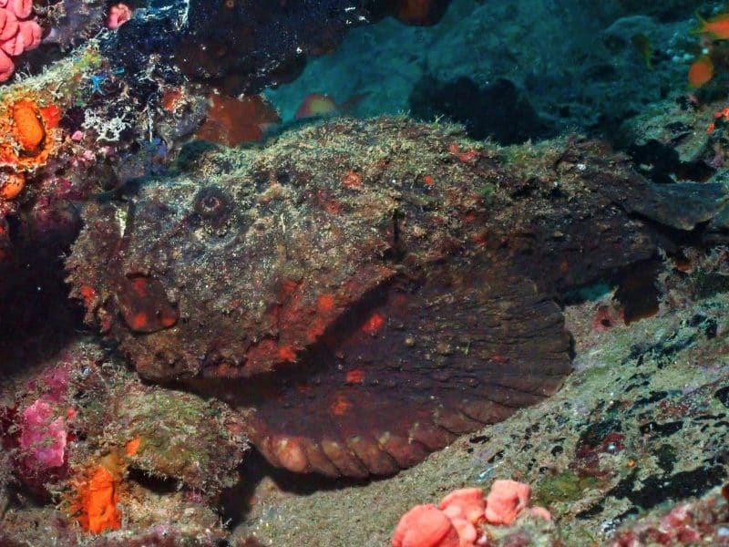 Stonefish