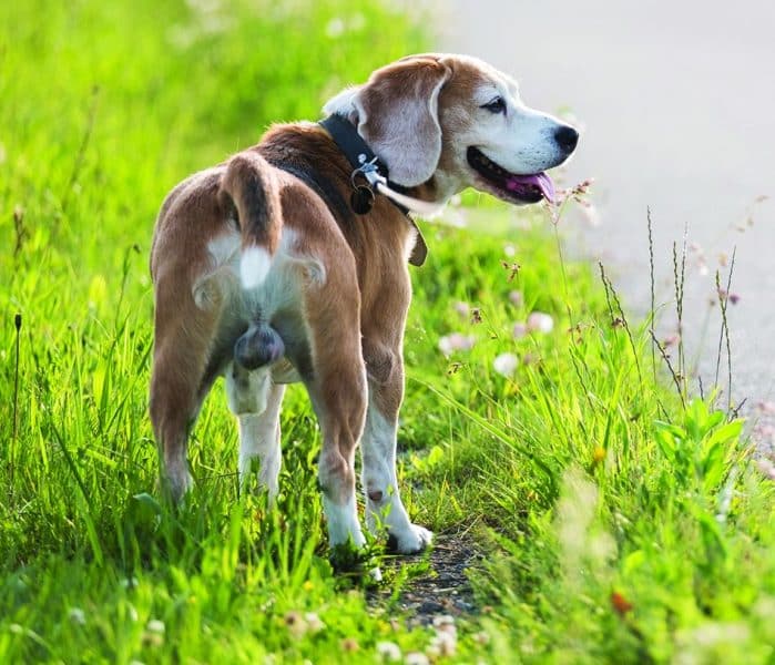 Strange Behaviours of a Dog Change After Neutering