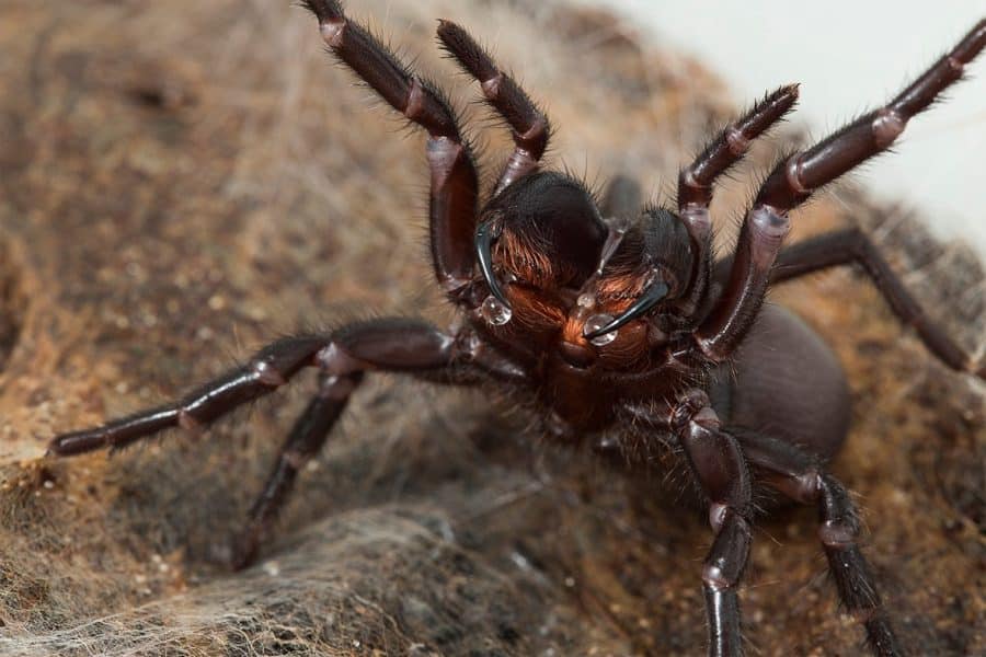 Sydney Funnel Web Spider