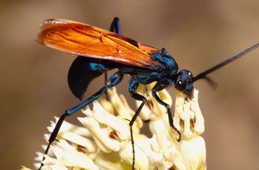 Tarantula Hawks