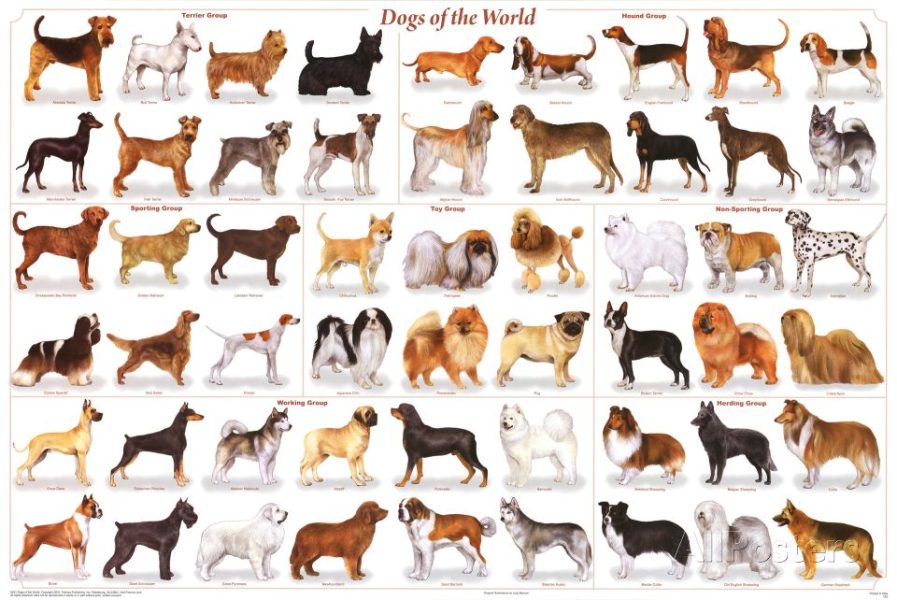 The Diversity of Dog Breeds