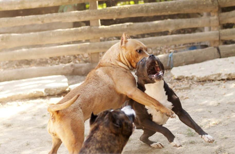 The Facts About Dogfighting