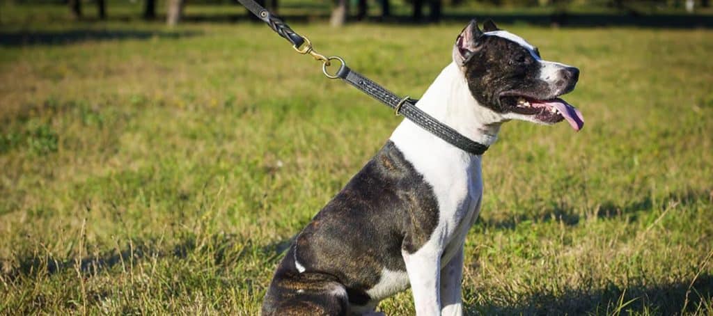 The Hidden Dangers of Common Dog Collars