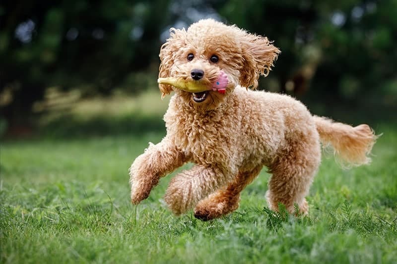 The Lifespan of a Poodle