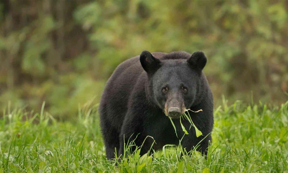 The United States - American Black Bear