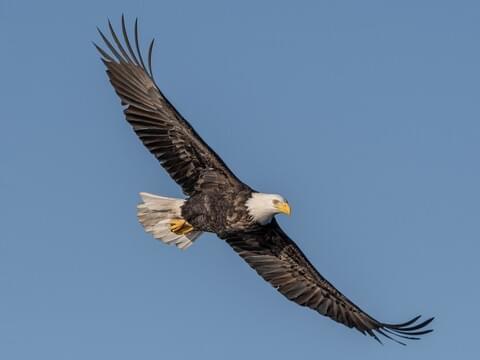 The United States of America- Bald Eagle