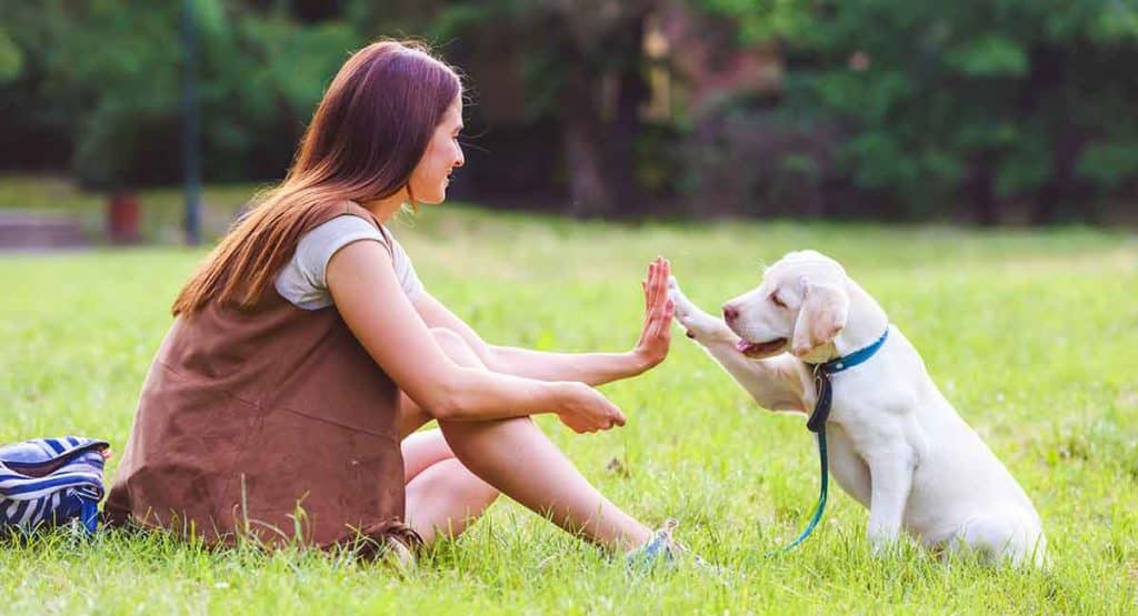 Things Not to Do While Preventing Your Dog from Digging