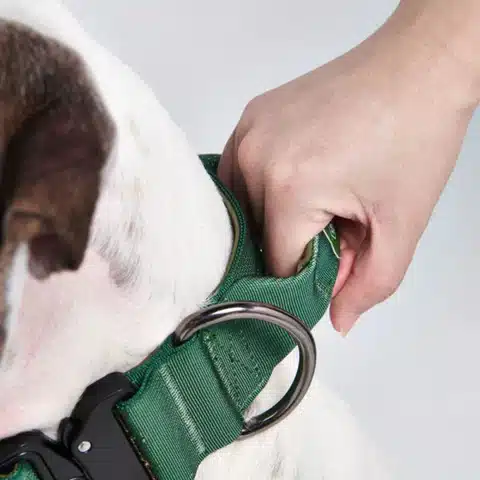 Things to Consider When Picking a Collar for Your Pitbull