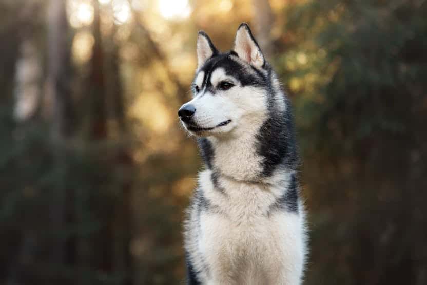 Things to Consider While Purchasing the Smapoos for Husky