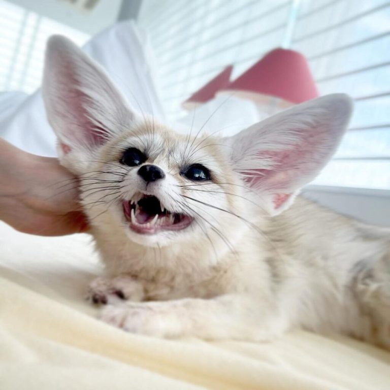 Tiniest Fox: Fennec Fox