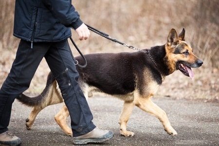 Tips-for-Training-Your-German-Shepherd-to-Accept-a-Collar