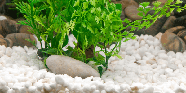 Tips to Clean Your Aquarium Sand