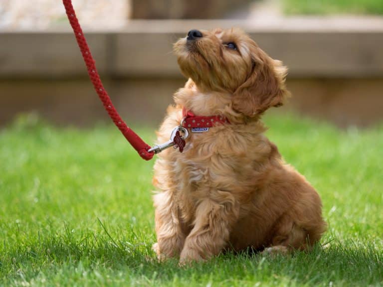 Beginner’s Guide: 13 Top Leashes for Dogs that Pull