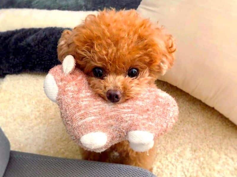 Toy Baby Poodle Breed