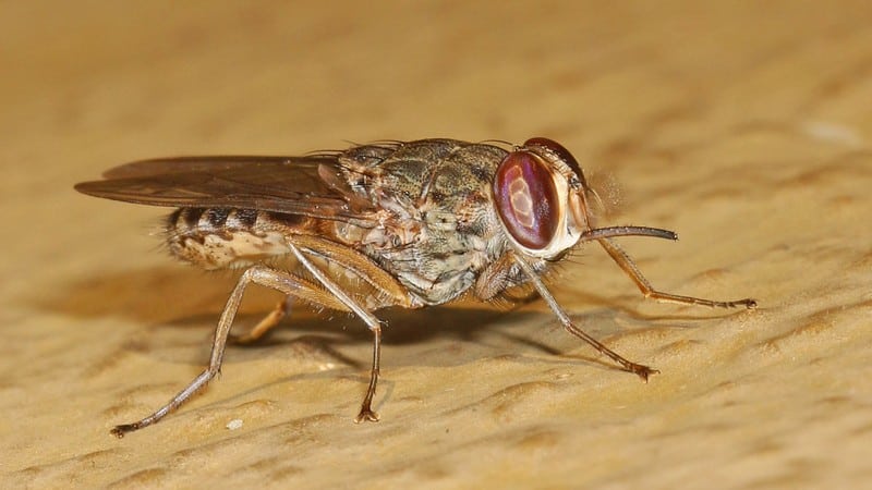 Tsetse Fly