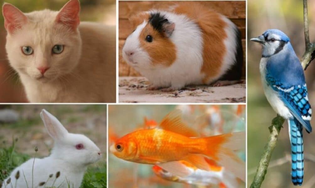 Types-of-The-Most-Popular-Pets-in-The-World