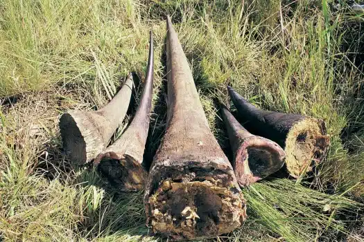 Understanding Modern Poaching