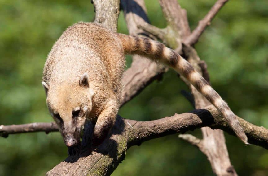 Unveiling the Important Details About Coatis