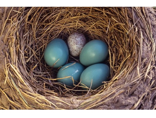 Using Nests from Other Birds Brood Parasitism