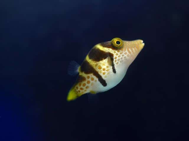 Valentin's Sharpnose Blowfish