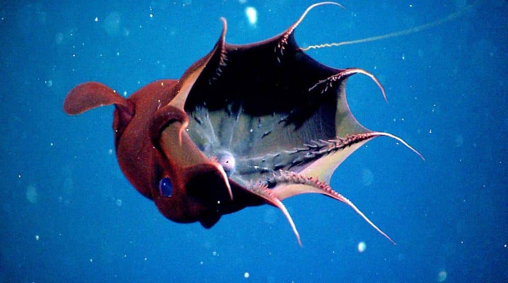 Vampire Squid