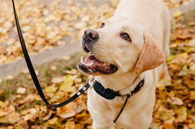 Vibrating Dog Collars: The Ultimate Buyer's Guide