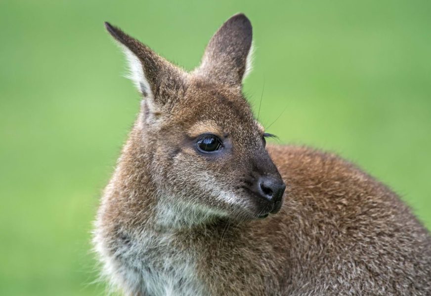 Wallaby