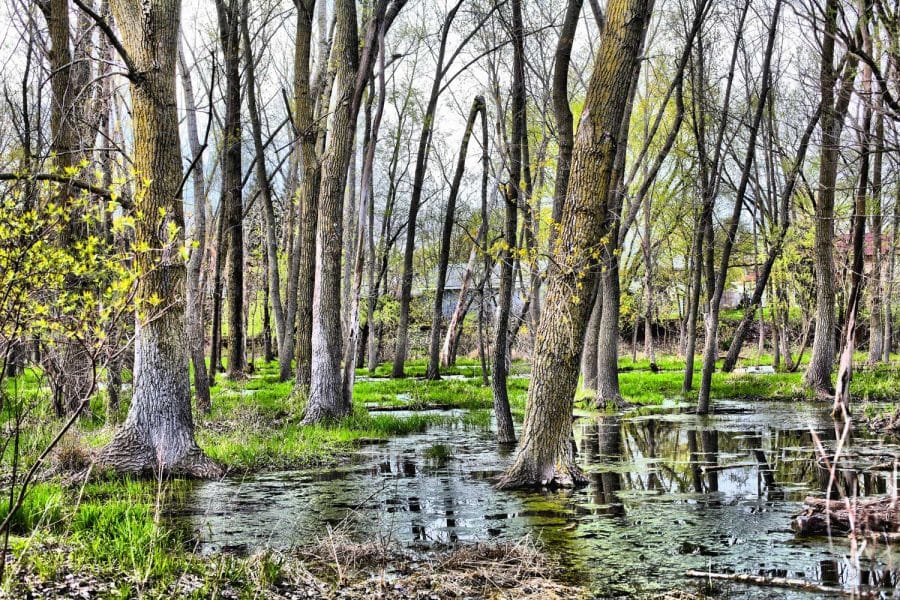 Wetlands or Marshlands