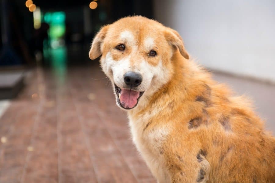 What Causes Sensitive Dog Skin?