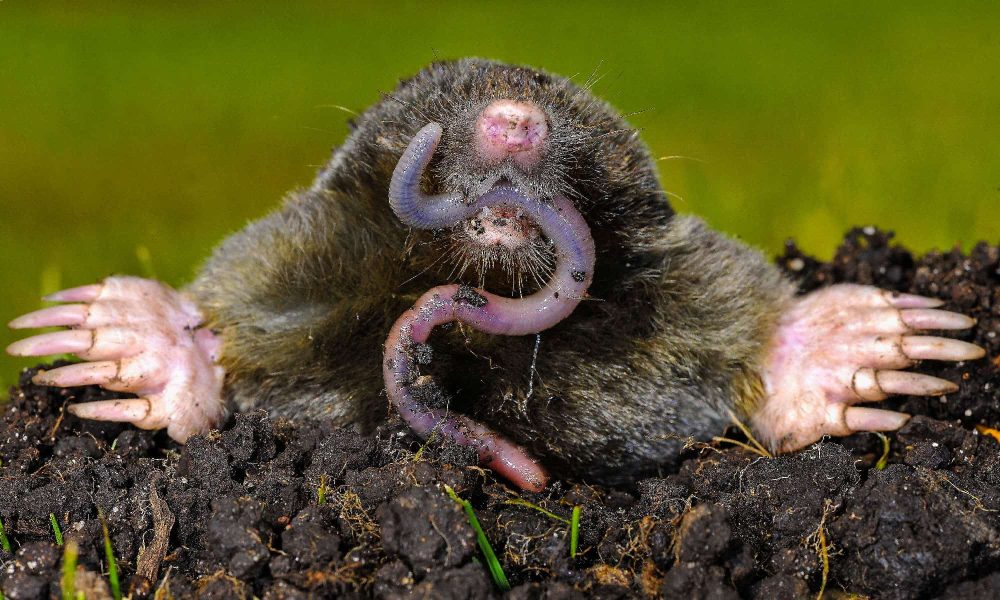 What Do A Mole Animal Eat