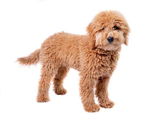 What Does the Mini Goldendoodle Personality Look Like?