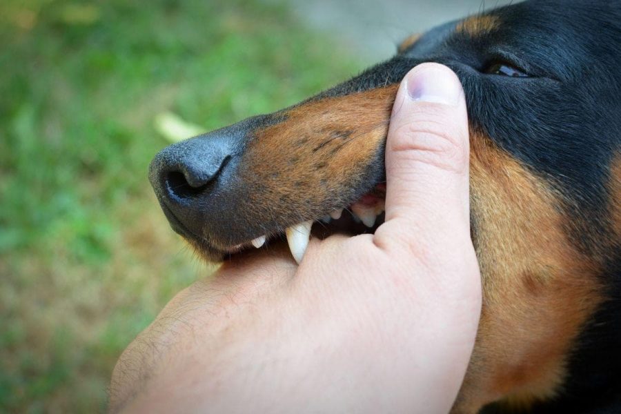 What Dog Bites the Hardest?