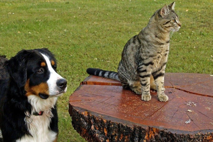 What Happens if We Let Our Dog Eat Cat Poop?