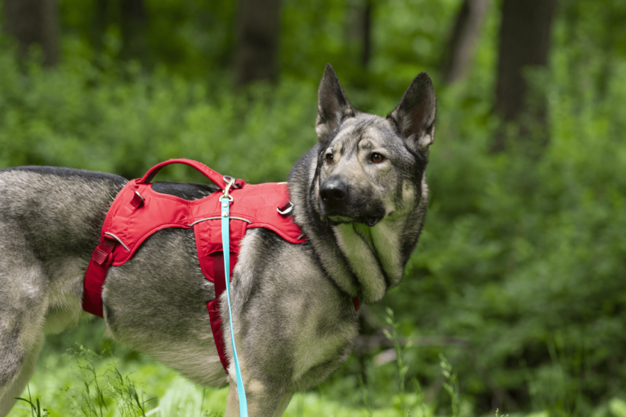 What Makes a Harness Escape Proof?