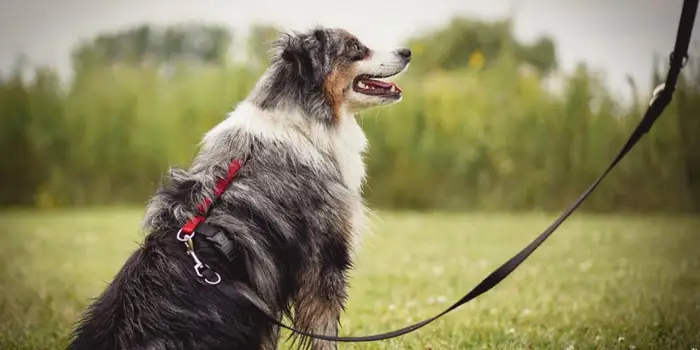 What Makes a Leash Good for Pulling Dogs?