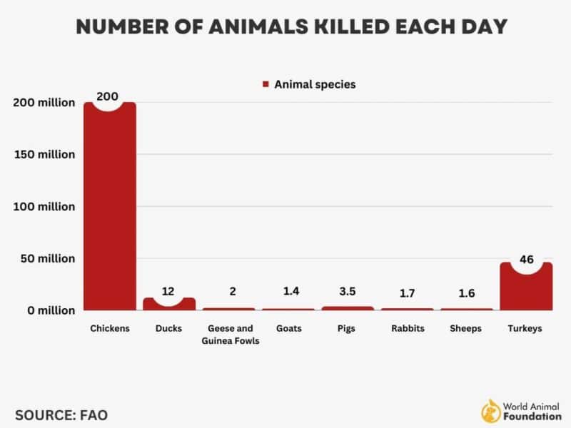 What Number of Animals Are Killed for Food Every Day?