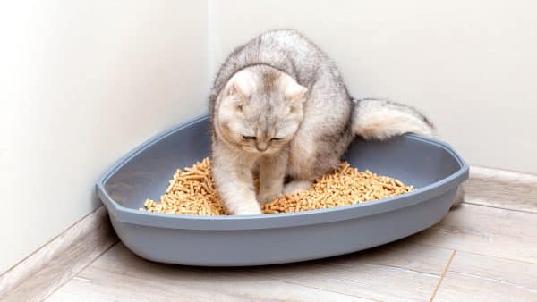 What are the Medical Reasons Cats Lie in Their Litterboxes?