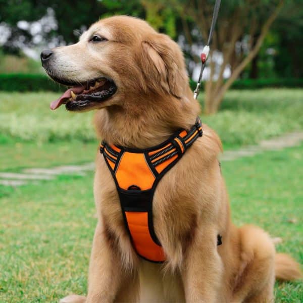 What is a Dog Harness?