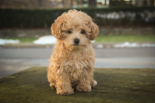 A baby poodle sitting.