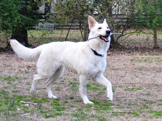 What is the White German Shepherd personality Like?