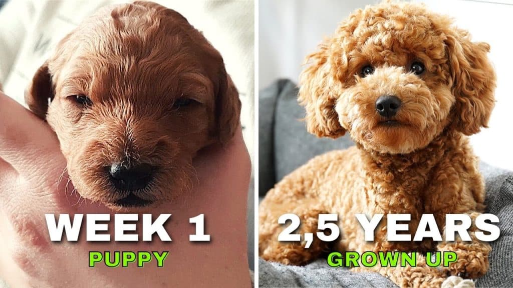 When Does a Baby Poodle Fully Grow?