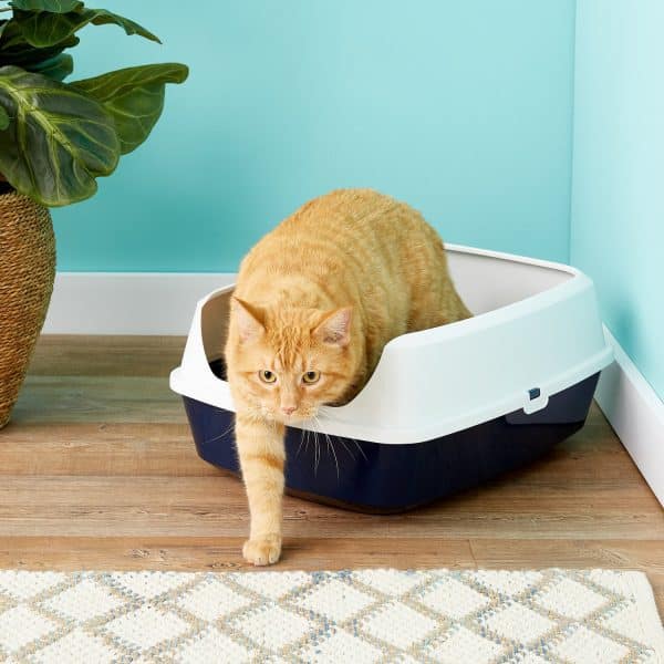 When to Change Cat Litter?