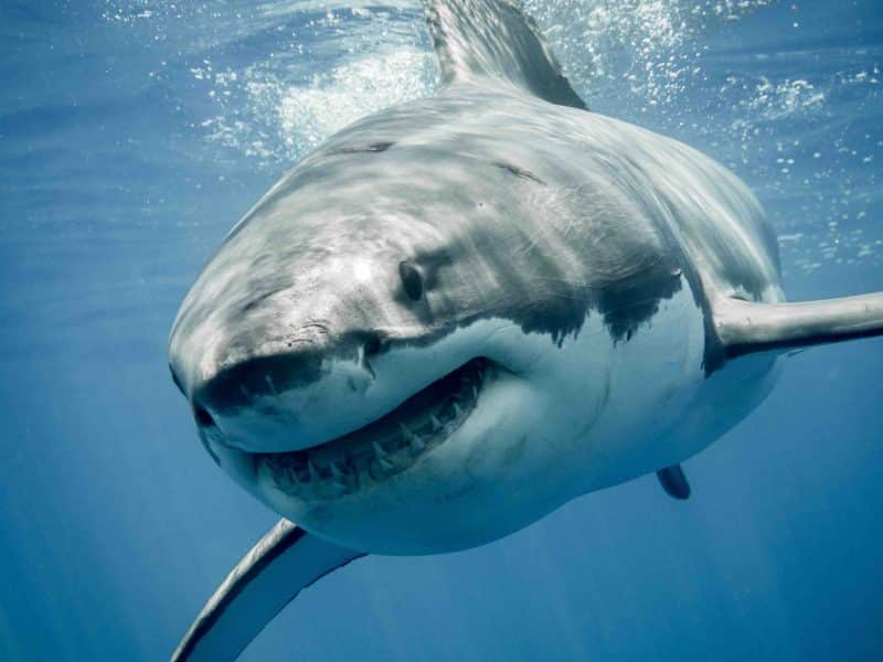 Which Sharks are Most Dangerous to Humans?