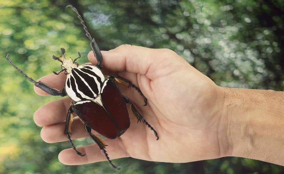 Which is the Largest Insect in The World